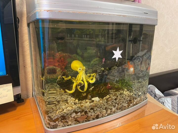 Аквариум с рыбками