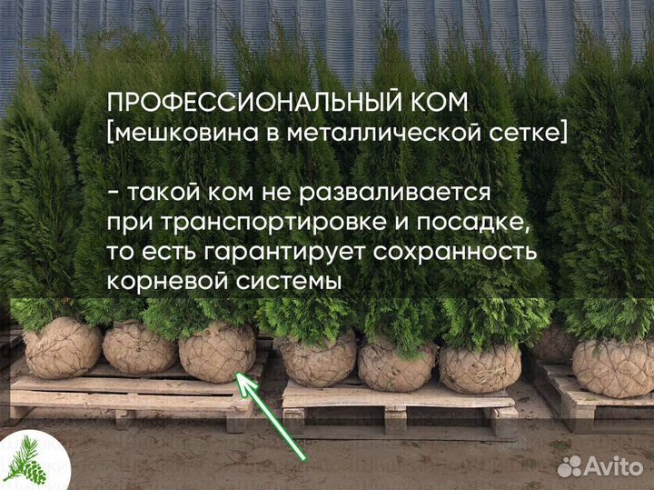 Туя Смарагд 150см- опт. Доставка