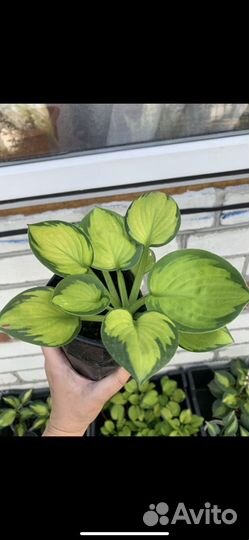 Хоста Маус и Райнфорест