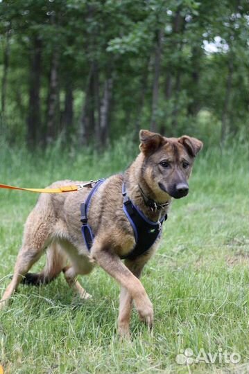 Собачка в добрые руки