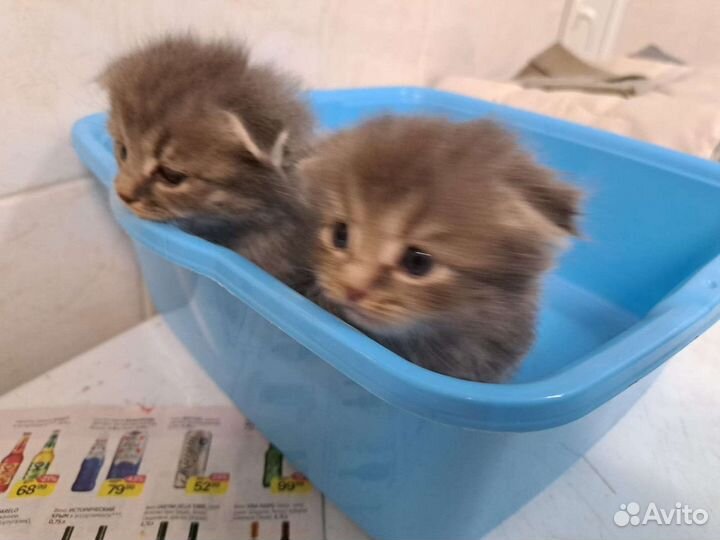 Вислоухие котята в добрые руки,бесплатно. Калуга