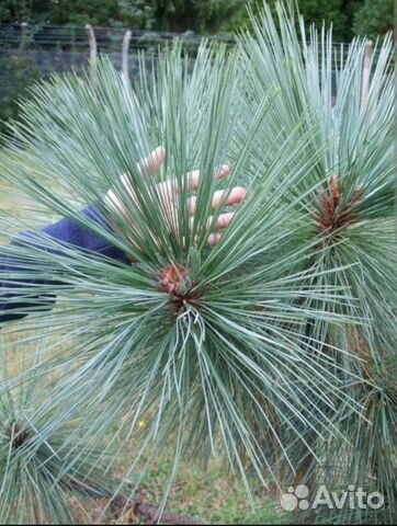 Сосна черная