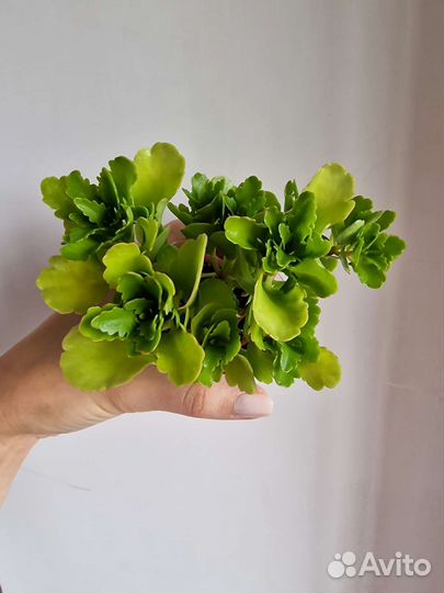 Каланхоэ African Ruby. Календива Москва. Балашиха