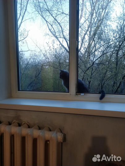 Кошка