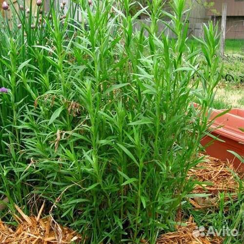 Многолетнее пряное лекарственное растение эстрагон