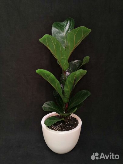 Фикус лирата бамбино в интерьерном горшке 17/65