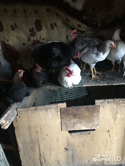 Петухи доминанты 4 мес