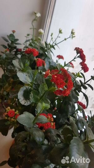 Комнатные цветы