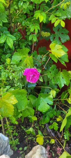 Участок 6 сот. (СНТ, ДНП)