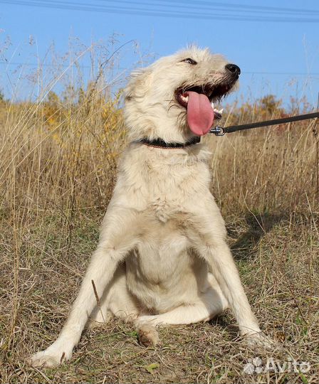 Собака Буся