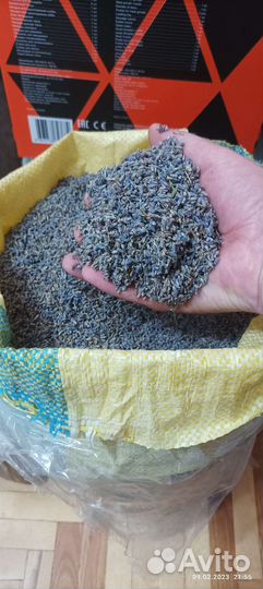 Цвет лаванды