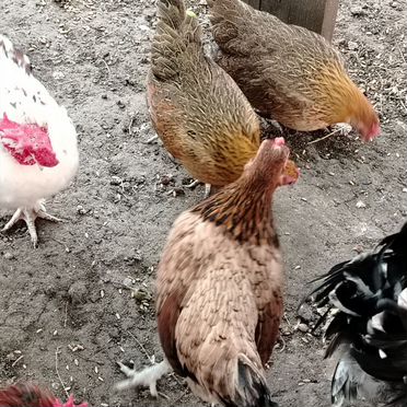 Куры и петушки