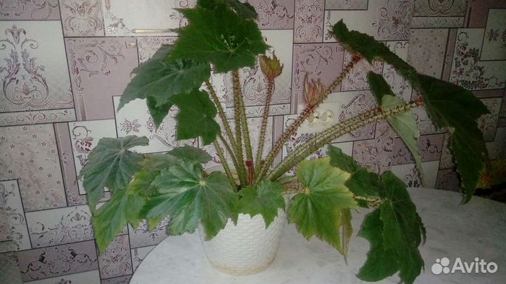 Шикарная бегония в офис