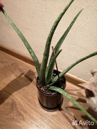 Алоэ вера 1-2 года