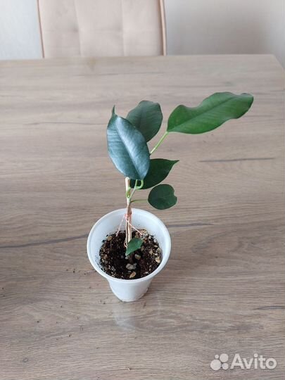 Фикус бенджамина
