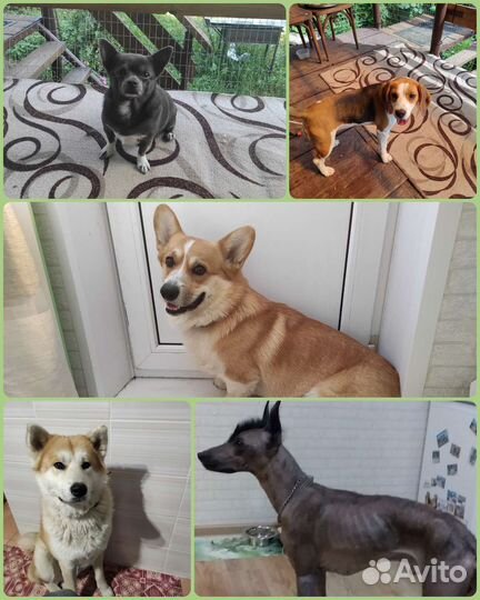 Передержка собак