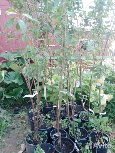 Плодовые деревья