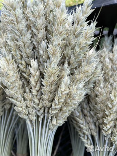 Тритикум (пшеница без остей) для флористики