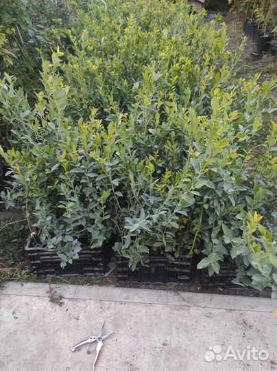 Саженцы голубики