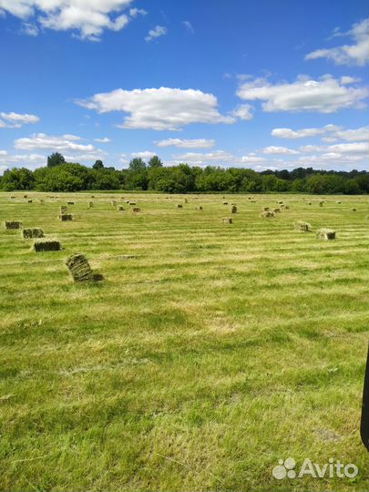 Сено в тюках