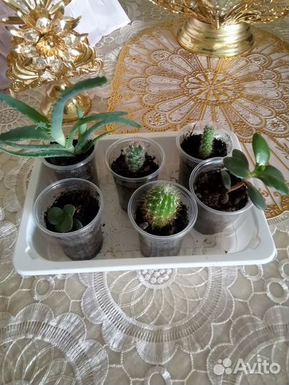 Кактусы, денежное дерево, алоэ, золотой ус