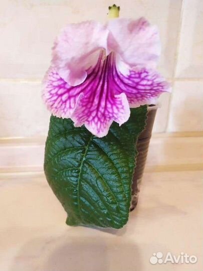 Стрептокарпус