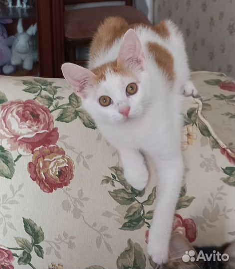 Котёнок мальчик
