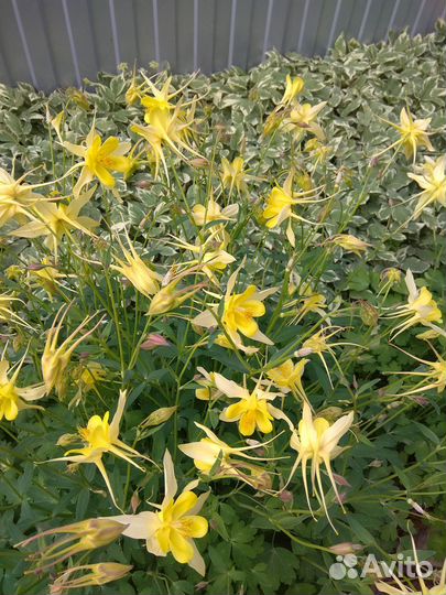 Садовые цветы и растения