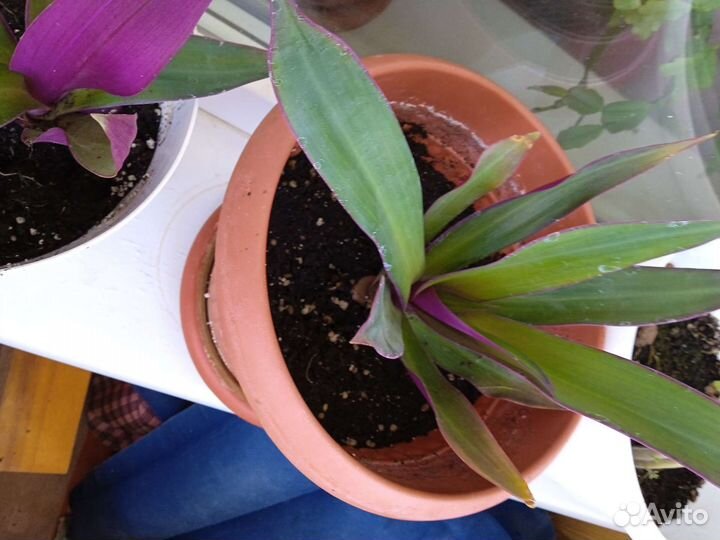 Рео цветок оберег домашнего очага