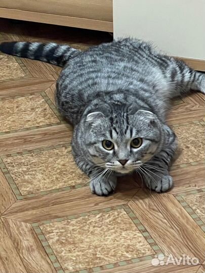 Шотландский вислоухий кот для вязки