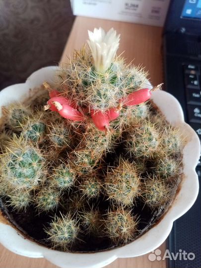 Кактус маммилярия