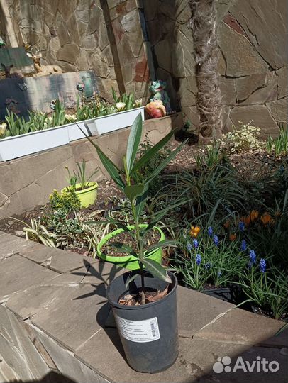 Олеандр малиновый