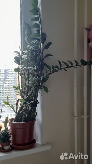 Орхидея фаленопсис, сансевиерия, замиокулькас