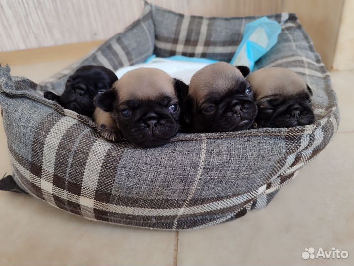 Щенки мопса