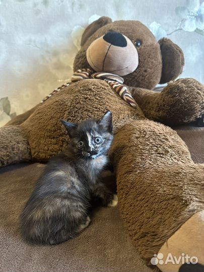 Котята ищут дом