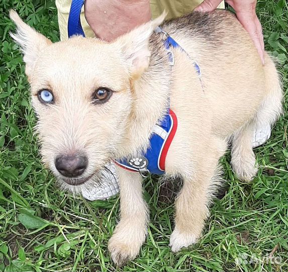 Пёсик коротколапик с разноцветными глазами