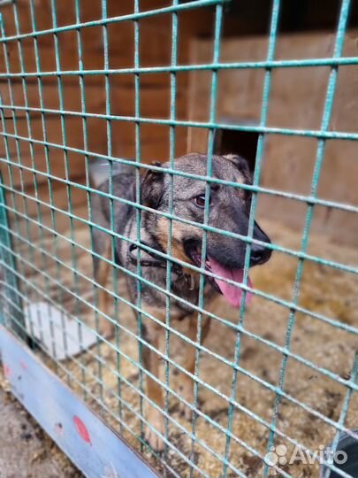 Лукас-добрый, понятливый песик ищет дом