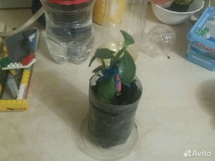 Денежное дерево(Толстянка)