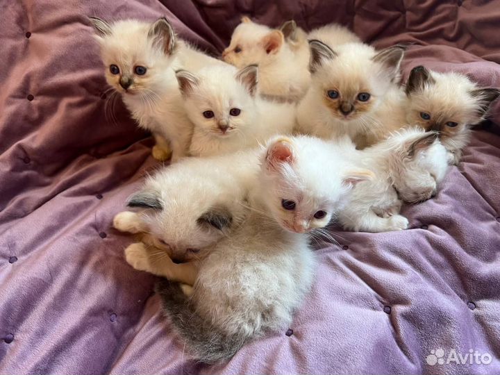 Котята священная бирма