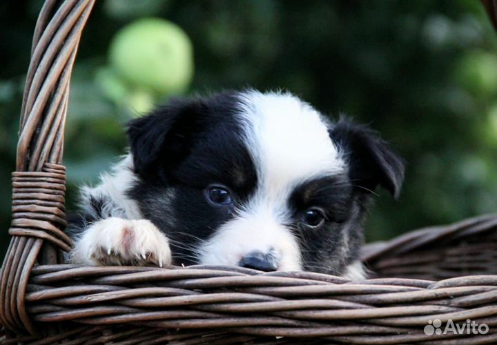 Аусси, австралийска овчарка