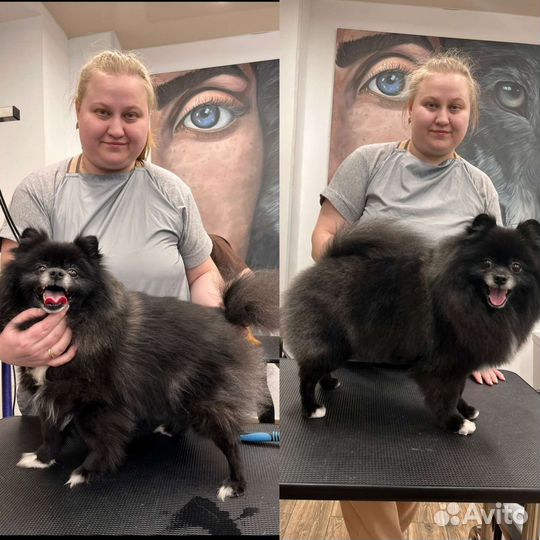 Груминг / Стрижка собак и кошек / Академический