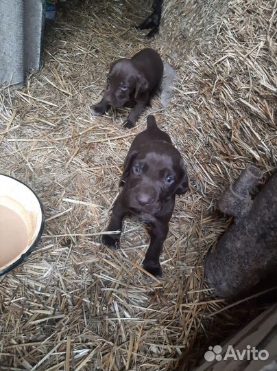 Щенки курцхаара