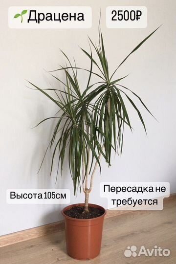 Драцена