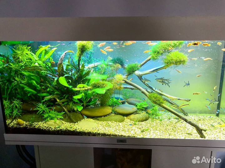 Чистка, обслуживание и оформление аквариумов