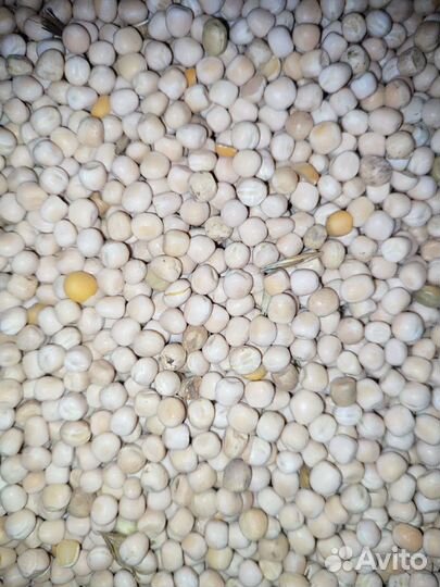 Пшеница, горох, ячмень