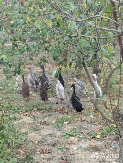 Утки индийский бегунок