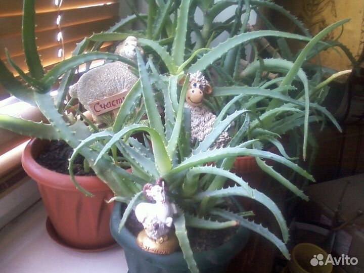 Алоэ древовидное - столетник. Без фитогормонов