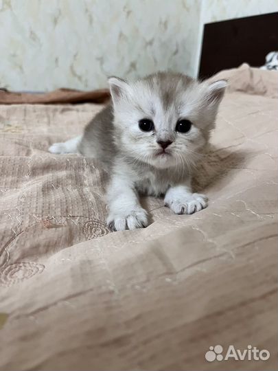 Плюшевые котята шотландская шиншилла