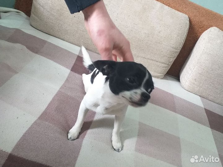 Ищем девочку