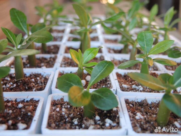 Адениум. Сеянцы